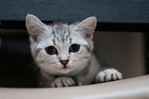 Co nazywać kotek brytyjskiej rasy? Co nazywać kotek brytyjskiej rasy?